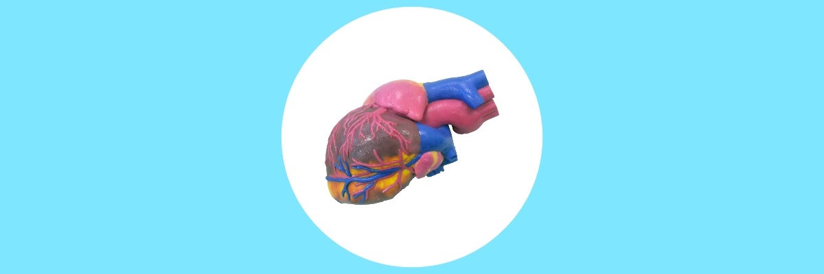 3D Printed biomedical Heart Model